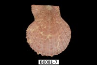 藏品(法爾海扇蛤)的圖片